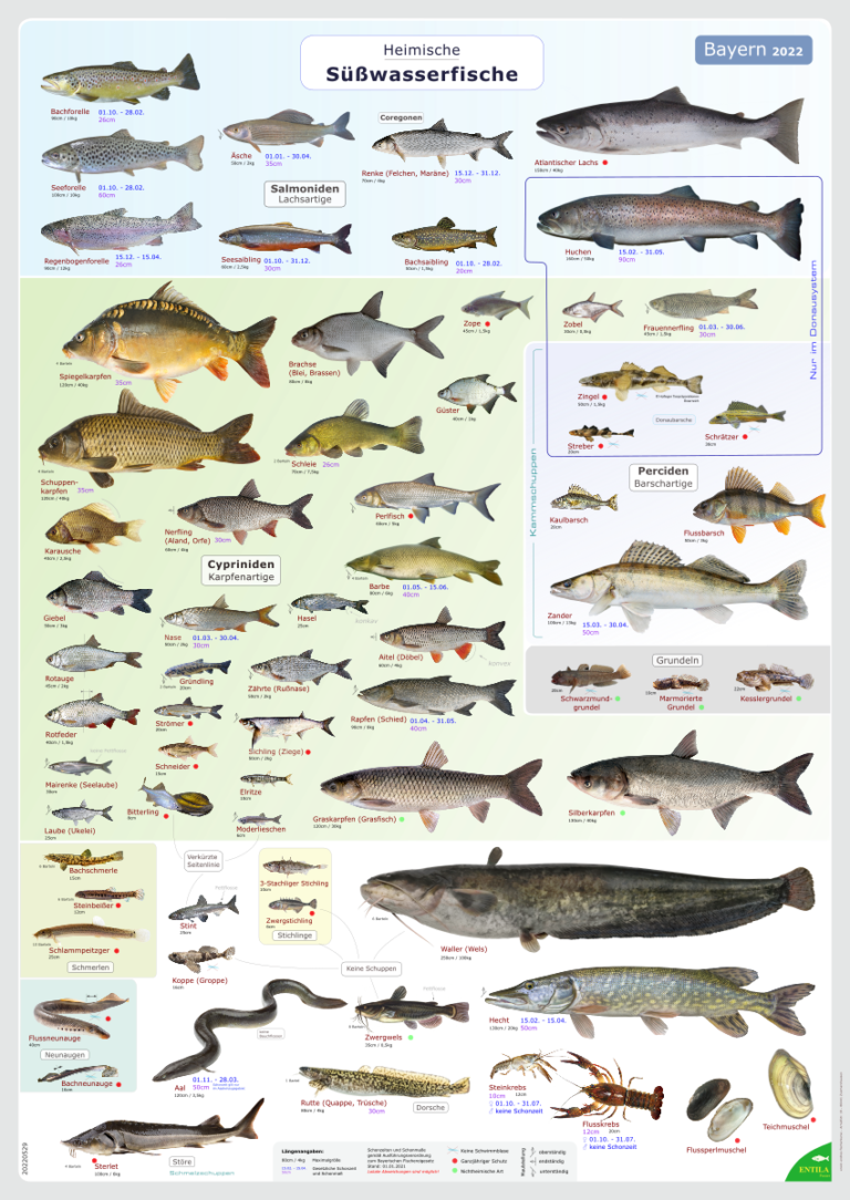 Aktuelles Zum Fischerkurs – Fischerkurse Erwin Endres